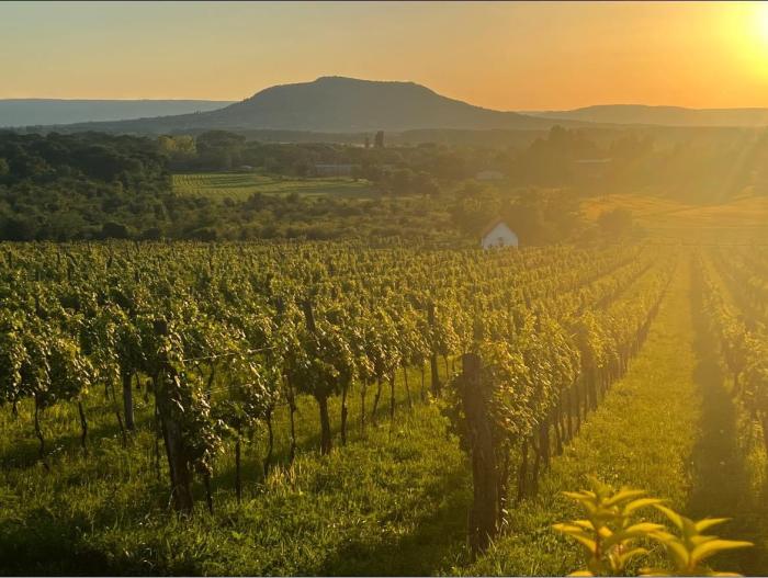 Kurzreise Plattensee - genussvoller Kurzurlaub direkt auf dem Weinberg