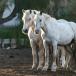 Reiten am Strand in camargue auberge du pont des bannes 