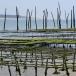 BORDEAUX-RUNDREISE: St. Emilion, Périgord und Arcachon - Austern und Grand Crus 