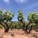 Gruppenreise Wein- und Kulturliebhaber im Baskenland und im Rioja