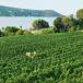 Kurzurlaub an die Adria mit Weingut besuch 