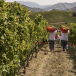 Winetasting Palermo in unserer Sizilien Reise im Norden.